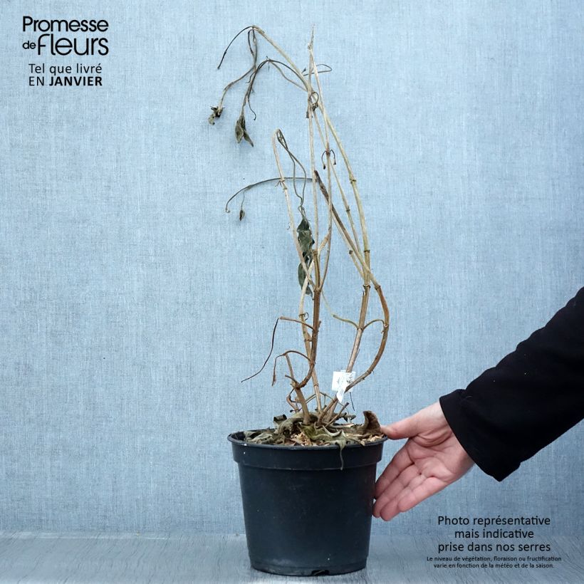 Tibouchina urvilleana Edwardsii 3L/4L pot sample as delivered in winter