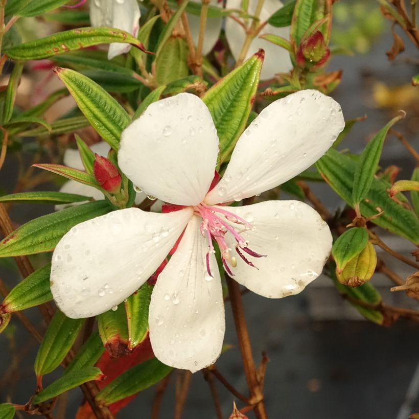 Tibouchina Peace Baby - Glory bush (Flowering)