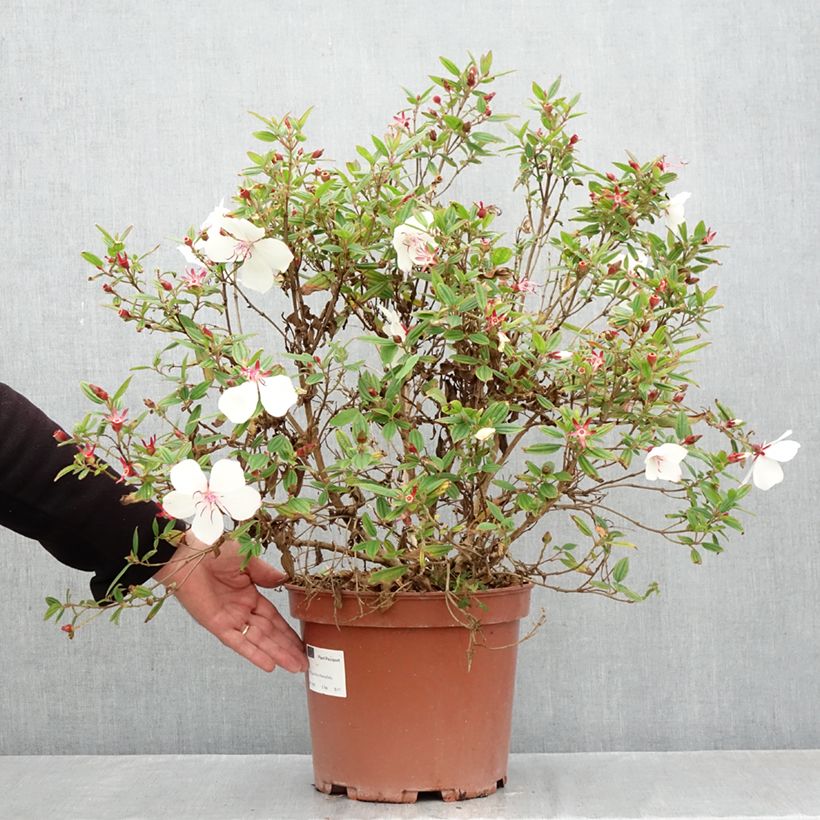 Tibouchina Peace Baby - Glory bush 7.5L/10L pot sample as delivered in autumn