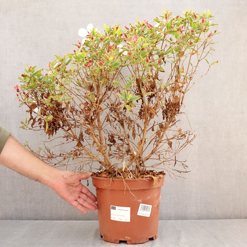 Tibouchina Peace Baby - Glory bush 7.5L/10L pot sample as delivered in summer