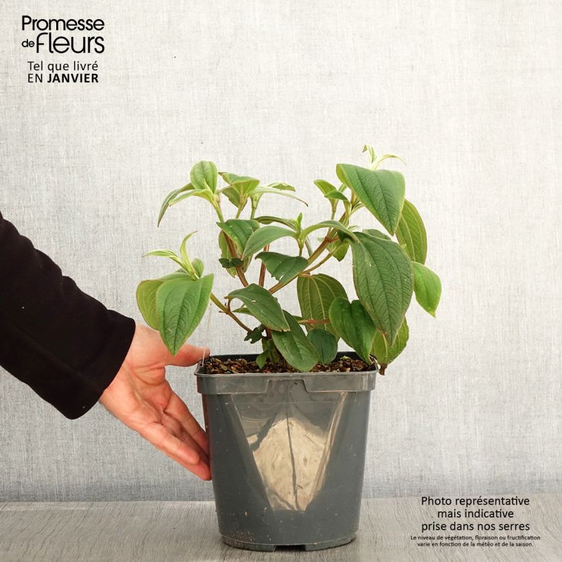 Tibouchina urvilleana 4L/5L pot sample as delivered in winter