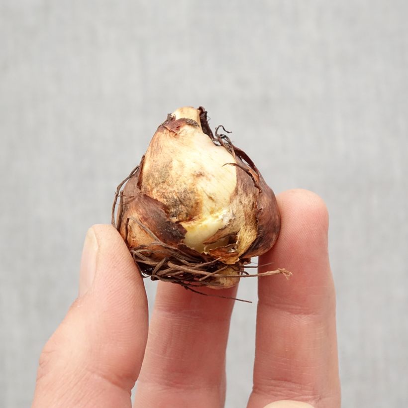 Tigridia pavonia Aurea Bulb size 7+ sample as delivered in spring