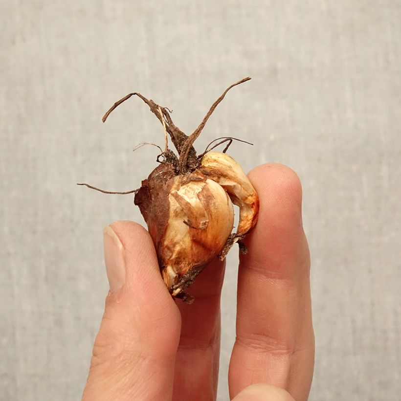 Tigridia pavonia Lilacea Bulb size 7+ sample as delivered in spring