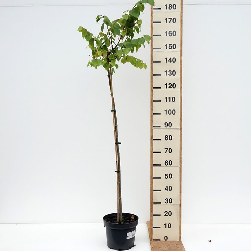 Tilia cordata Kronenberg - Lime 7.5L/10L pot, Standard sample as delivered in autumn