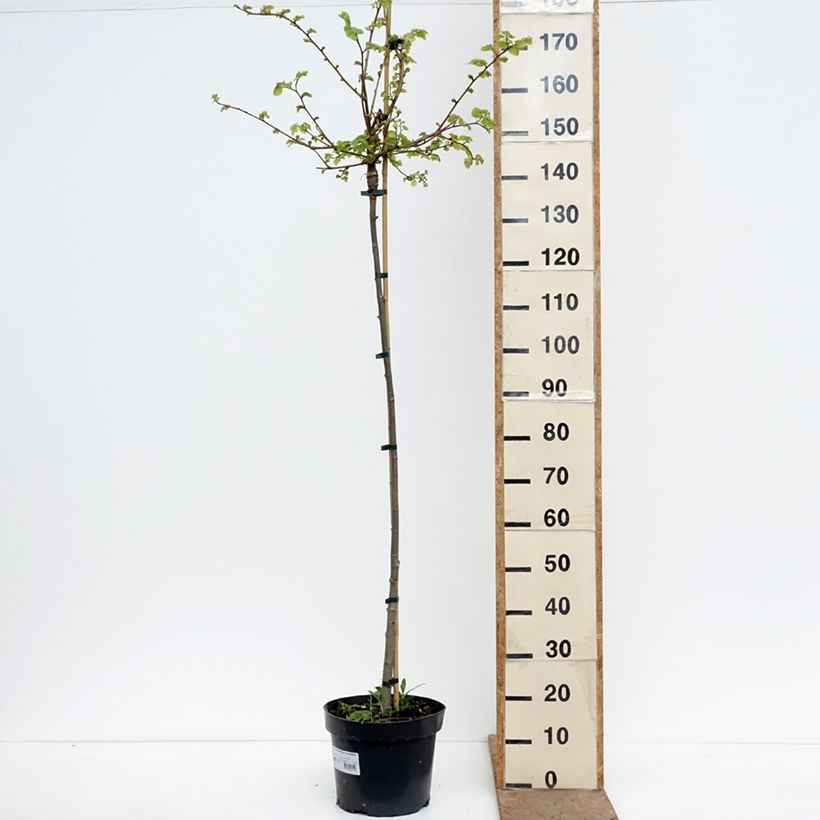 Tilia cordata Kronenberg - Lime 7.5L/10L pot, Standard sample as delivered in spring