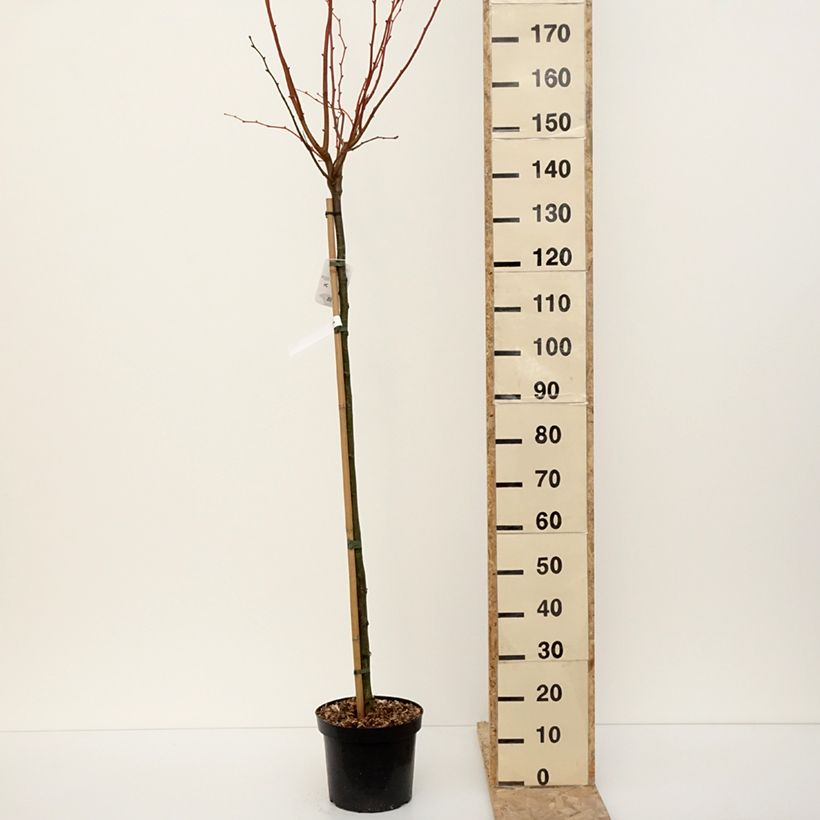 Tilia cordata Winter Orange - Small-leaved Lime 7.5L/10L pot sample as delivered in winter