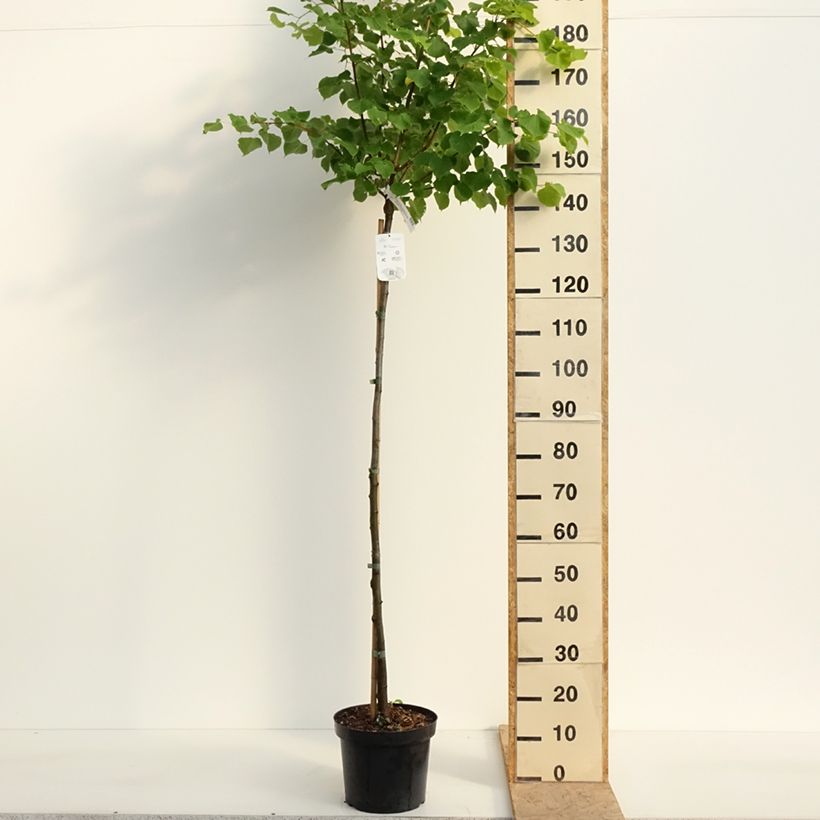 Tilia cordata Winter Orange - Small-leaved Lime 7.5L/10L pot, Standard sample as delivered in spring