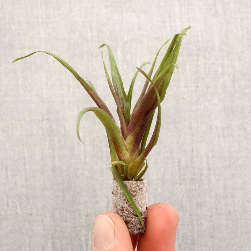 Tillandsia x Andreas - Air plant Mini-plante sample as delivered in spring