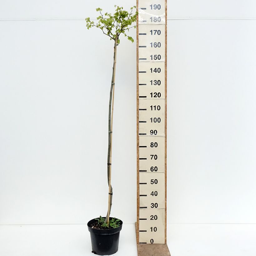 Tilia cordata Simone - Small-leaved Lime 7.5L/10L pot, Standard sample as delivered in spring