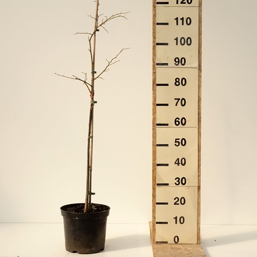 Tilia cordata Swedish Upright - Small-leaved Lime 7.5L/10L pot sample as delivered in winter