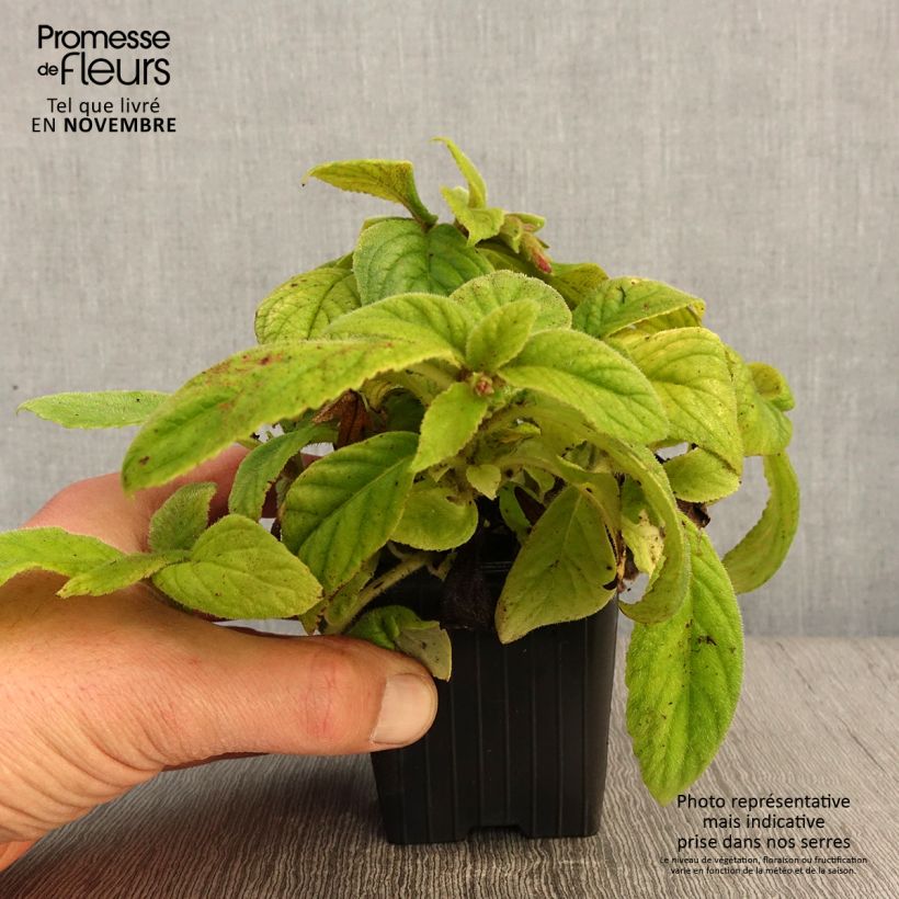 Titanotrichum oldhamii  8/9 cm pot sample as delivered in autumn