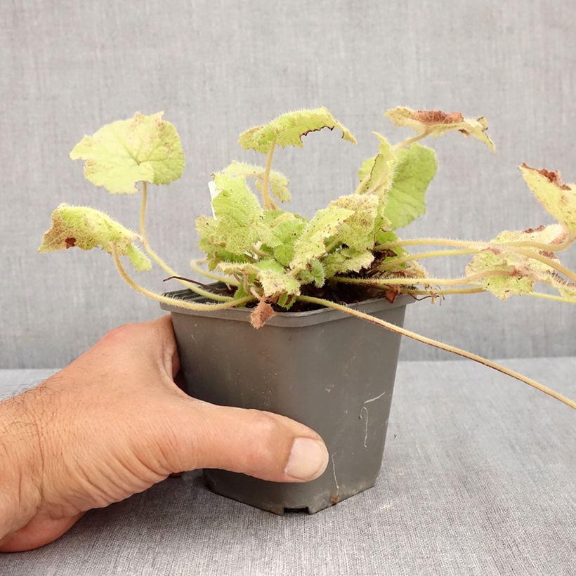 Tolmiea menziesii Cool Gold 8/9 cm pot sample as delivered in summer