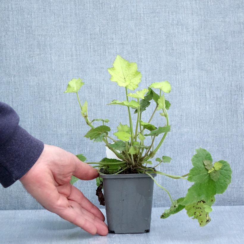 Tolmiea menziesii Cool Gold 8/9 cm pot sample as delivered in spring