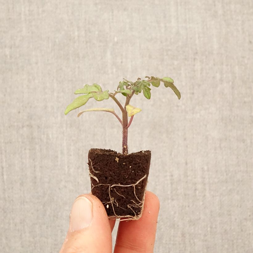 Cherry Tomato Balconi Yellow F1 Plants Plug plant 3/4cm sample as delivered in spring