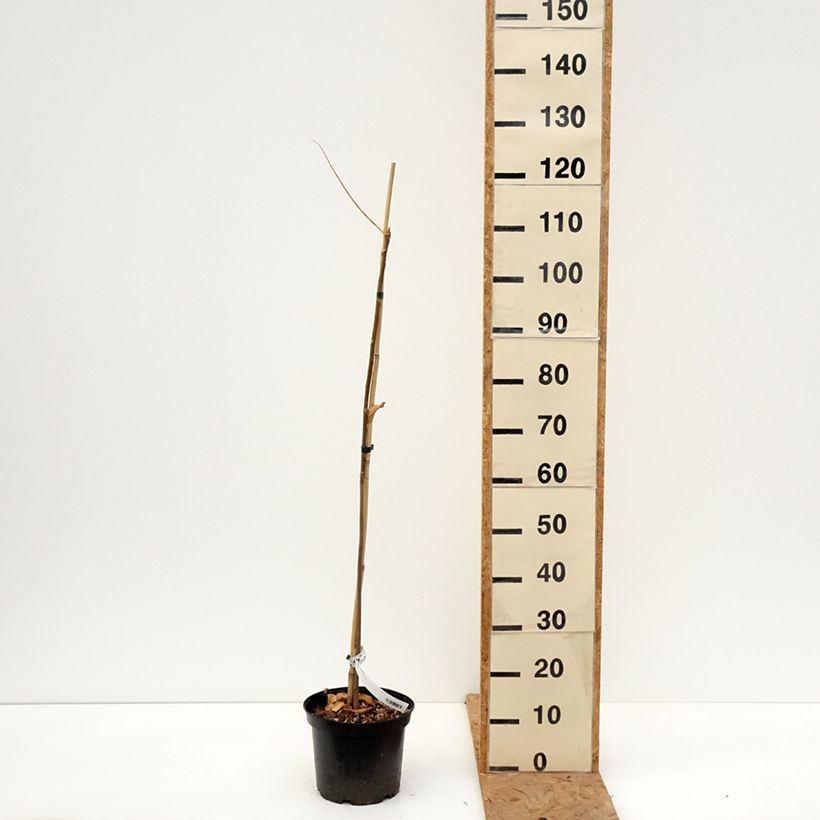 Toona sinensis - Chinese Mahogany 3L/4L pot sample as delivered in autumn