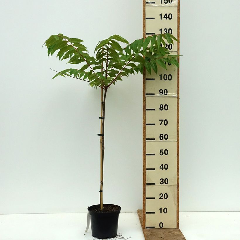 Toona sinensis - Chinese Mahogany 3L/4L pot sample as delivered in spring
