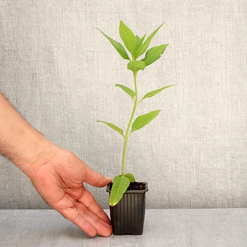 Jerusalem Artichokes - Helianthus tuberosus 7/8 cm pot sample as delivered in autumn