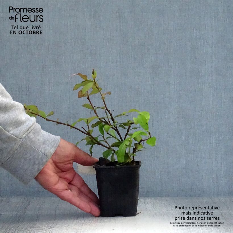 Trachelospermum asiaticum Chili and Vanilla - Asian Jasmine 8/9 cm pot sample as delivered in autumn