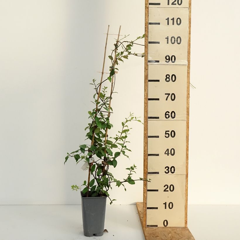 Trachelospermum asiaticum - Asian Jasmine 2L/3L pot sample as delivered in summer