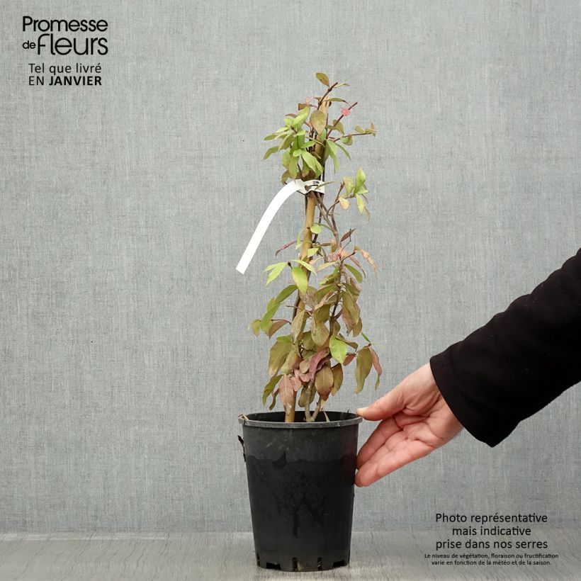 Trachelospermum asiaticum - Asian Jasmine 2L/3L pot sample as delivered in winter