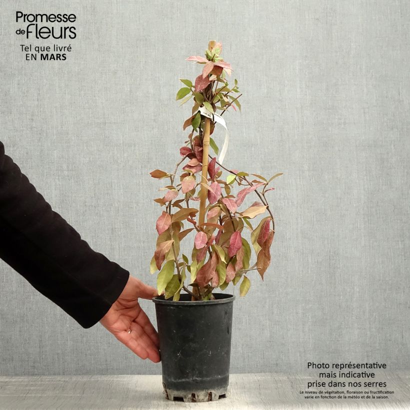 Trachelospermum asiaticum - Asian Jasmine 2L/3L pot sample as delivered in spring