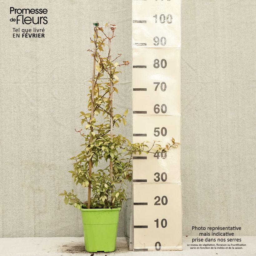 Example of Trachelospermum asiaticum Golden Memories - Asian Jasmine 3L/4L pot as you get in hiver