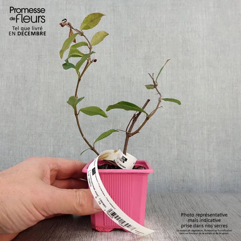 Trachelospermum asiaticum Pink Showers - Asian Jasmine 8/9 cm pot sample as delivered in autumn