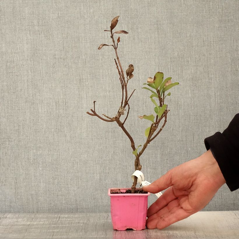 Trachelospermum asiaticum Pink Showers - Asian Jasmine 8/9 cm pot sample as delivered in spring