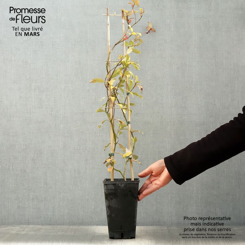 Trachelospermum asiaticum Pink Showers - Asian Jasmine 2L/3L pot sample as delivered in spring