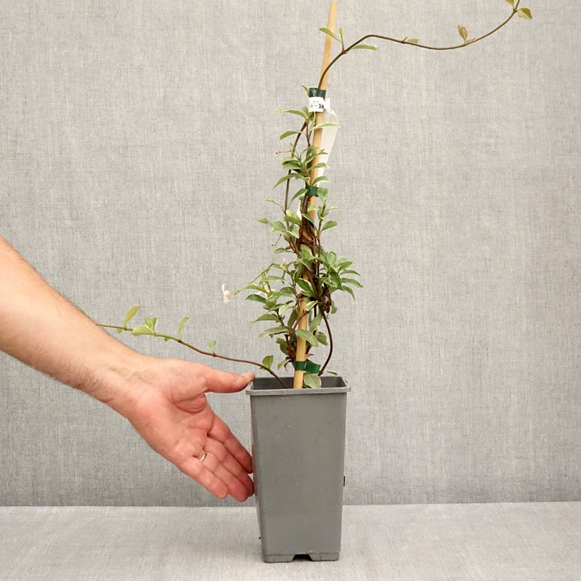 Trachelospermum asiaticum STAR OF MILANO 1.5L/2L pot sample as delivered in summer