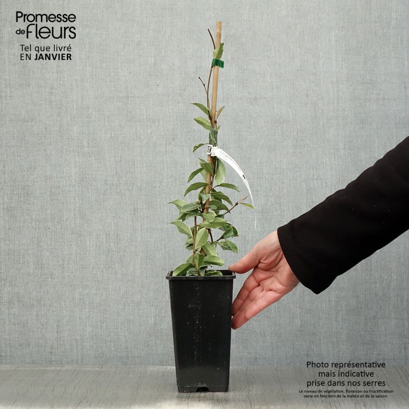 Trachelospermum asiaticum STAR OF MILANO 1.5L/2L pot sample as delivered in winter
