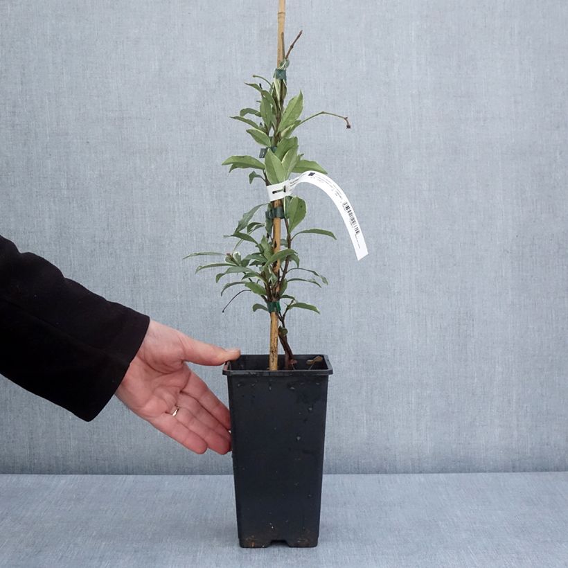 Trachelospermum asiaticum STAR OF MILANO 1.5L/2L pot sample as delivered in spring