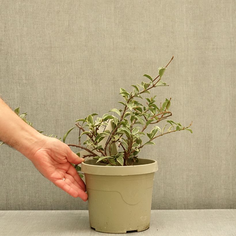 Trachelospermum asiaticum STAR OF MILANO 3L/4L pot sample as delivered in autumn