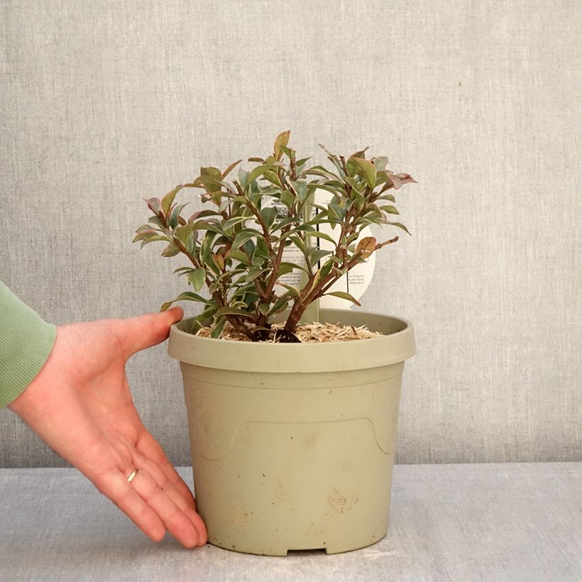 Trachelospermum asiaticum STAR OF MILANO 3L/4L pot sample as delivered in winter