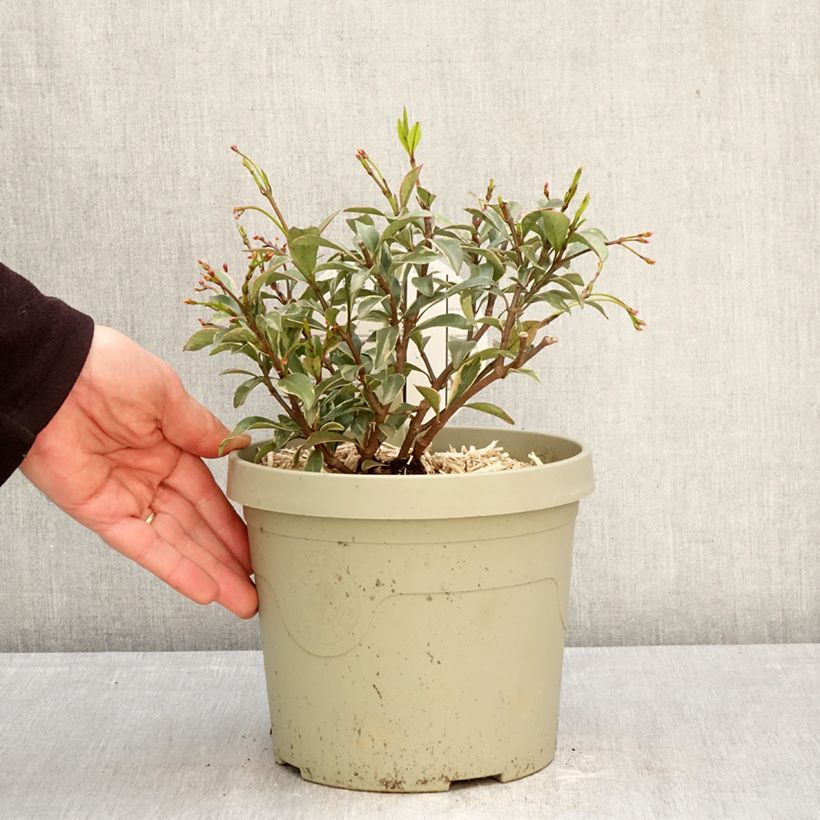 Trachelospermum asiaticum STAR OF MILANO 3L/4L pot sample as delivered in spring