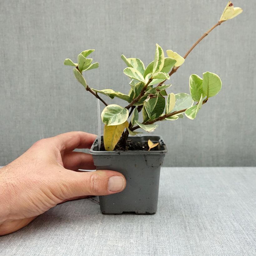 Trachelospermum jasminoides Variegatum - Star Jasmine 8/9 cm pot sample as delivered in autumn