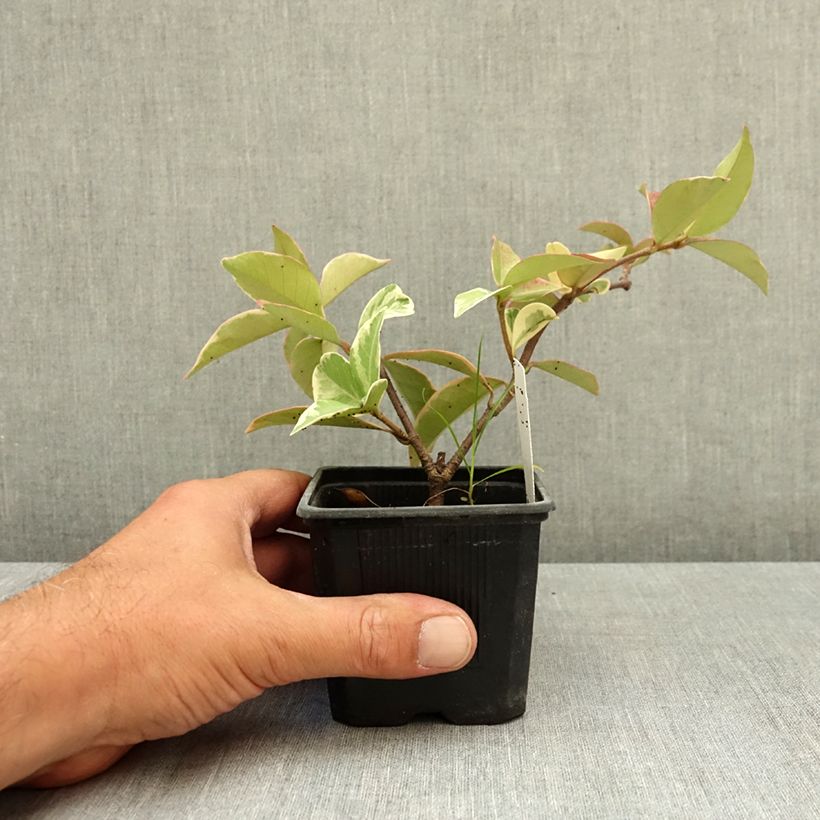 Trachelospermum jasminoides Variegatum - Star Jasmine 8/9 cm pot sample as delivered in summer
