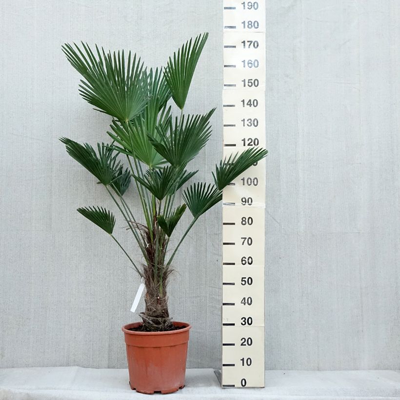 Trachycarpus wagnerianus - Dwarf Chusan Palm 7.5L/10L pot sample as delivered in autumn