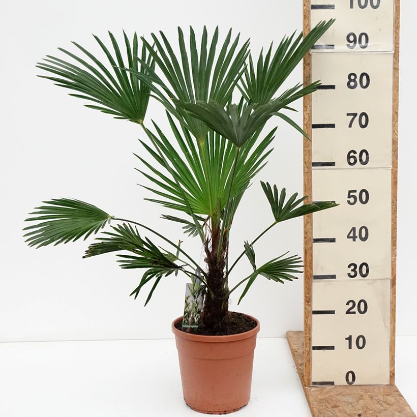 Trachycarpus wagnerianus - Dwarf Chusan Palm 6L/7L pot sample as delivered in autumn