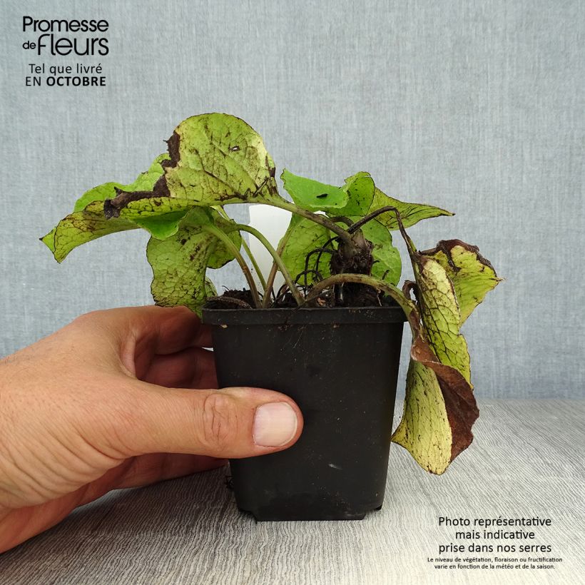 Trachystemon orientalis 8/9 cm pot sample as delivered in autumn