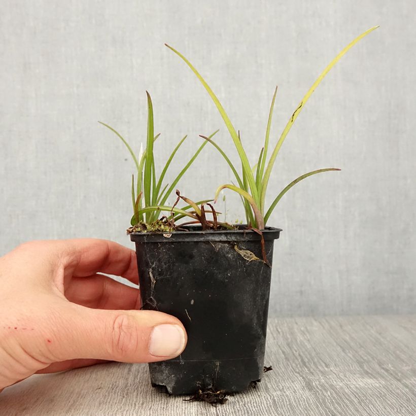 Tradescantia virginiana Brevicaulis 8/9 cm pot sample as delivered in spring