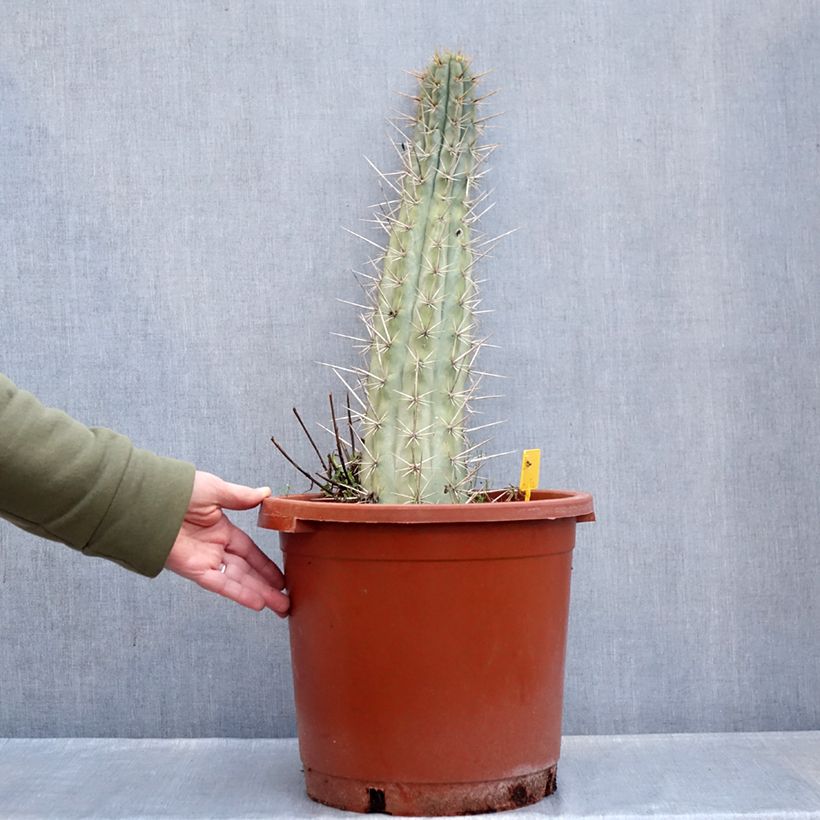 Trichocereus cuzcoensis - Cactus 7.5L/10L pot sample as delivered in winter