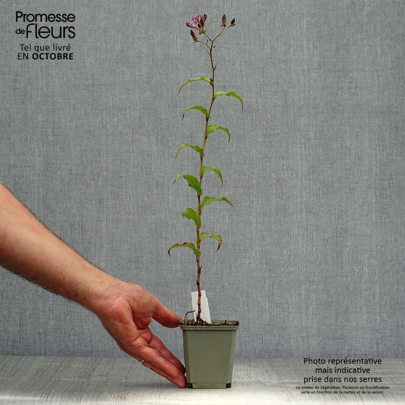 Tricyrtis hirta x formosana Sinonome 8/9 cm pot sample as delivered in autumn