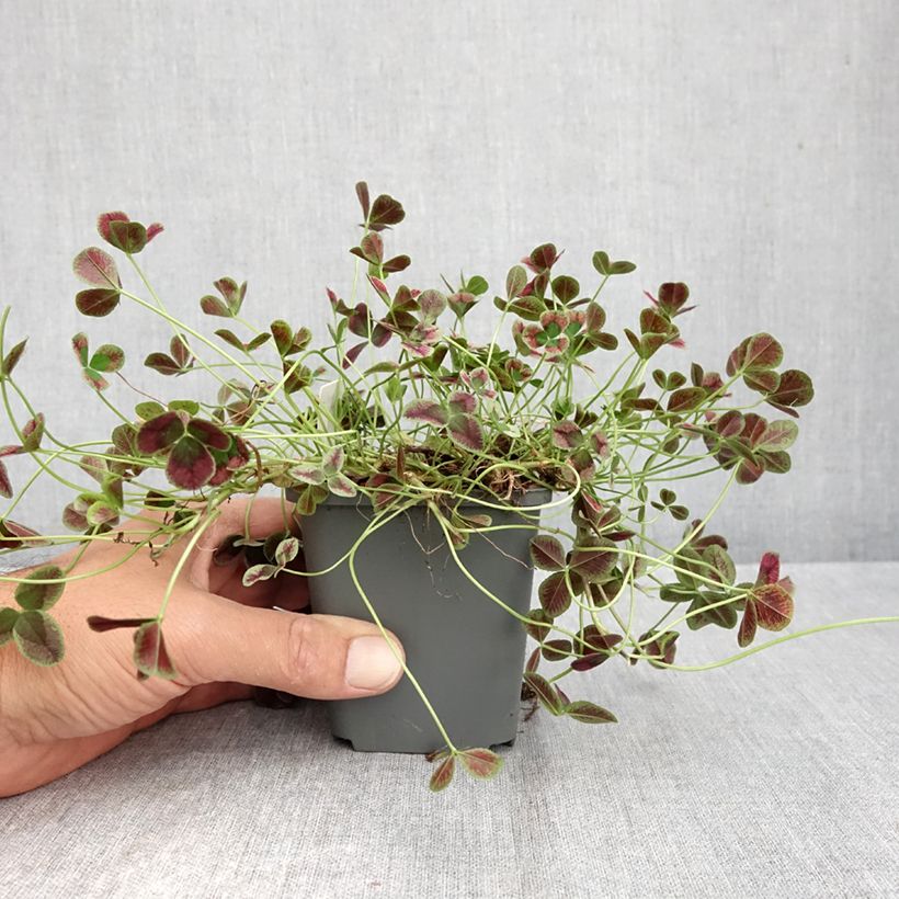 Trifolium repens Dark Debbie 8/9 cm pot sample as delivered in autumn