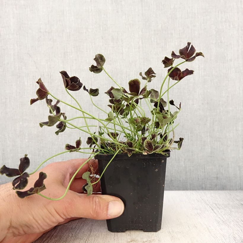 Trifolium repens Dark Debbie 8/9 cm pot sample as delivered in spring