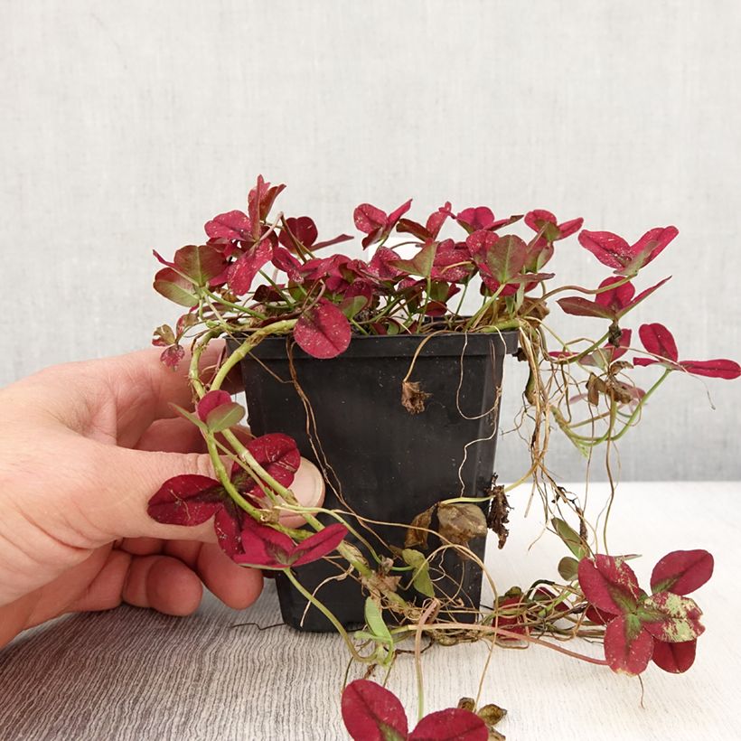 Trifolium repens Isabella 8/9 cm pot sample as delivered in spring