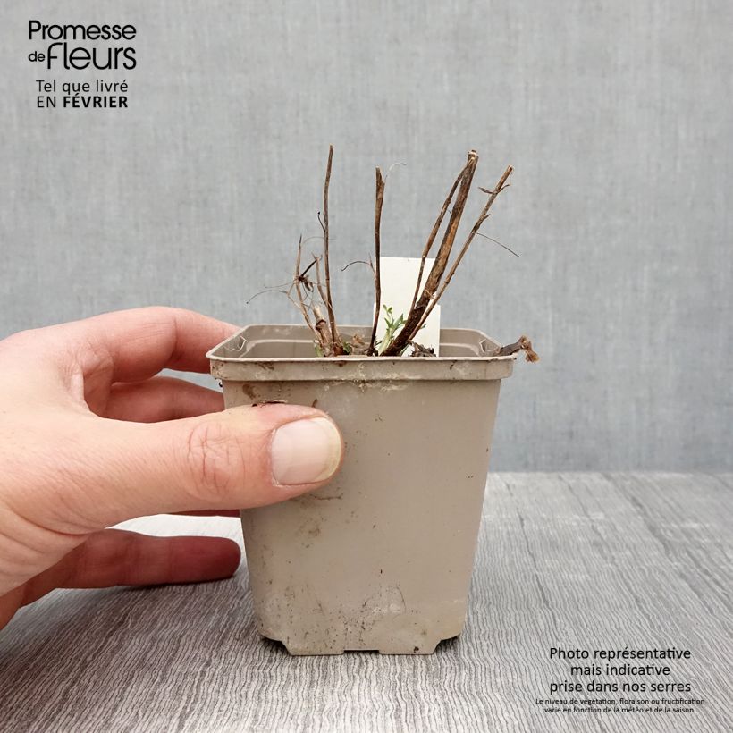 Trifolium rubens Peachy Pink 8/9 cm pot sample as delivered in winter