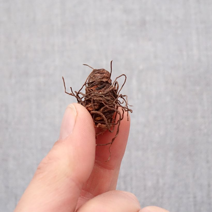 Trillium grandiflorum Flore Pleno Bulb size I sample as delivered in spring