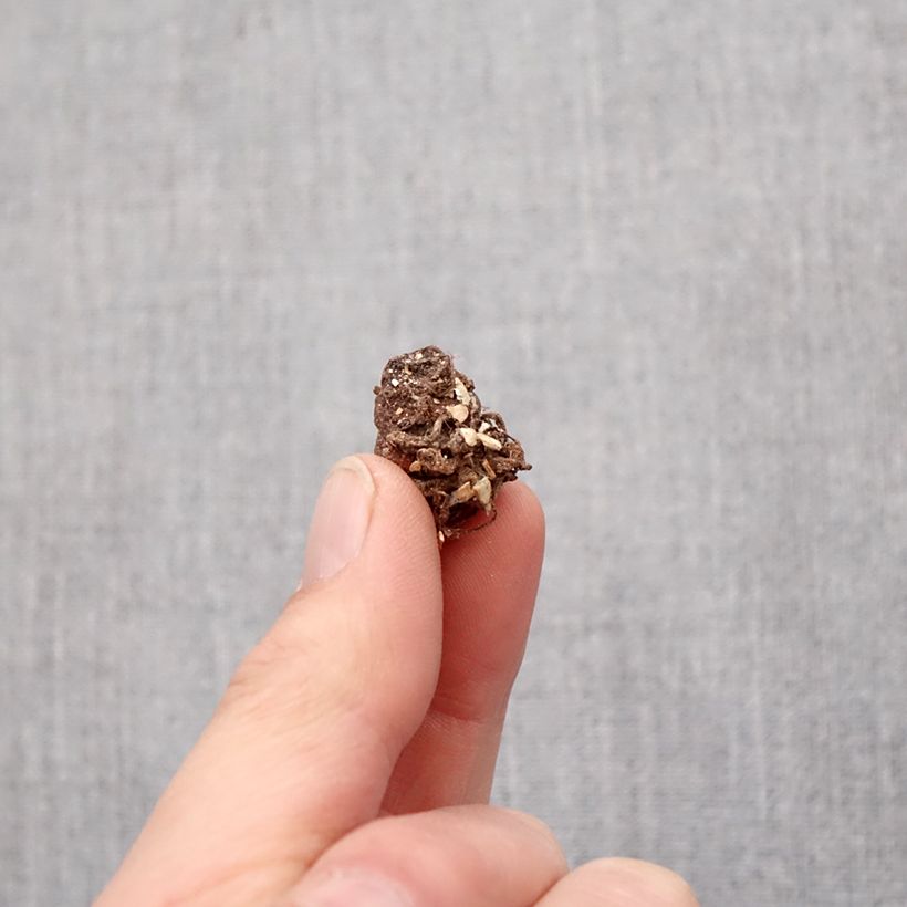 Trillium grandiflorum Bulb size I sample as delivered in spring