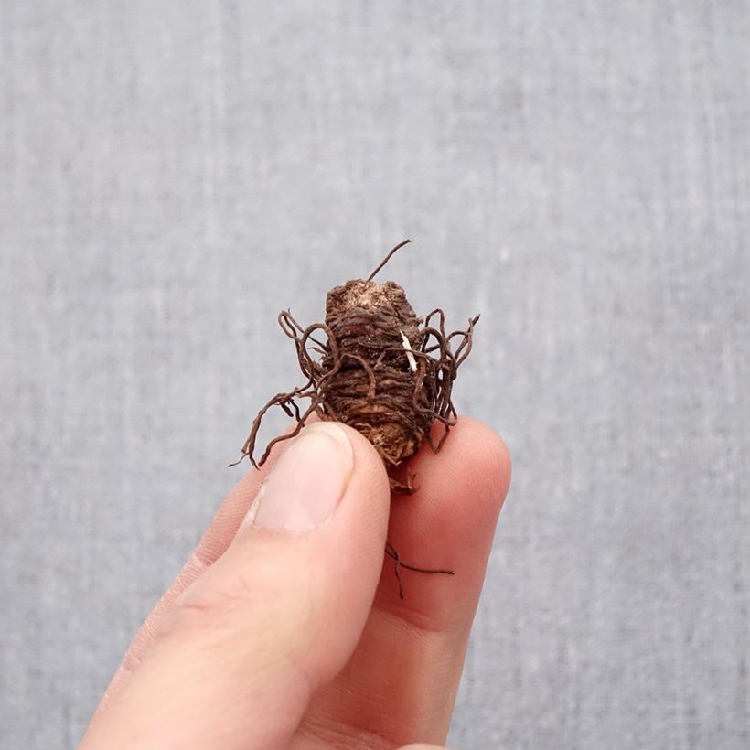 Trillium luteum Bulb size I sample as delivered in spring